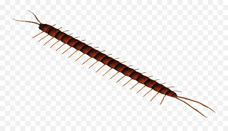 Download Hd Amazonian Giant Centipede - Millipedes Png,Centipede Png