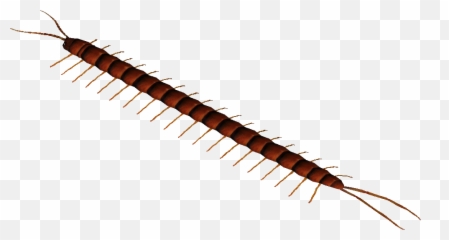 Download Hd Amazonian Giant Centipede - Millipedes Png,Centipede Png