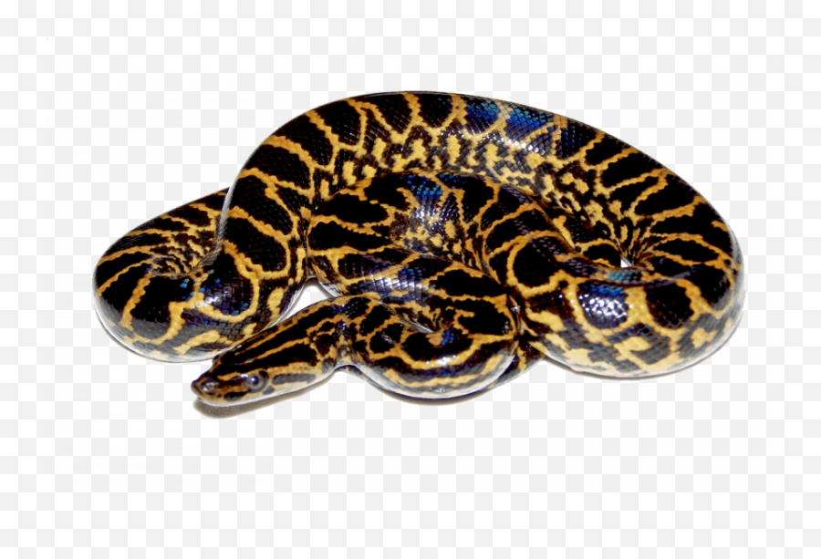 Anaconda Snake Png - Transparent Image Png Image Free Green Anaconda Png,Snake Png