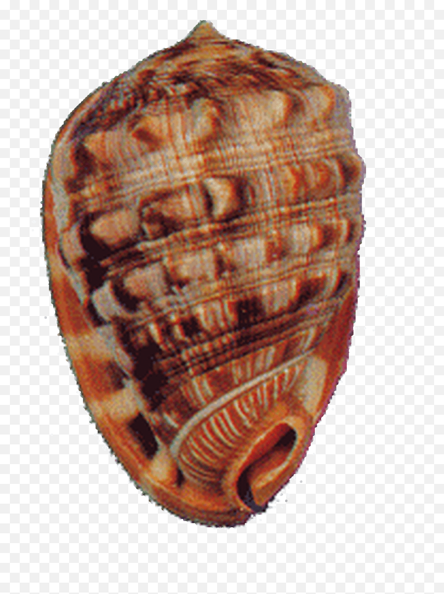 Cameo Seashell - Conch Png,Seashell Transparent