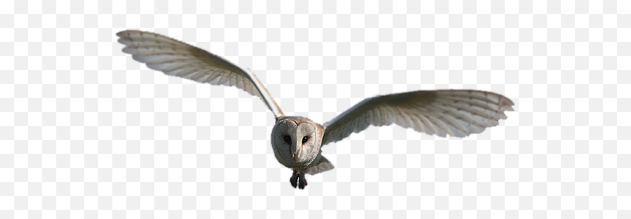 Buckalena - Barn Owl Png,Barn Owl Png