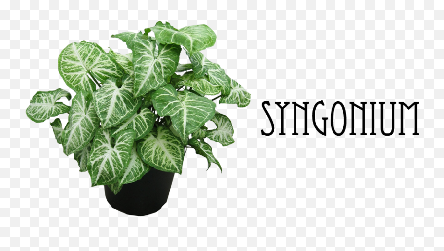 Indian Nursery - Hanging Plants Ferns Wandering Jew Ivy Syngonium Plant Png,Hanging Plants Png
