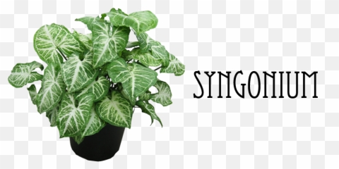 Indian Nursery - Hanging Plants Ferns Wandering Jew Ivy Syngonium Plant Png,Hanging Plants Png