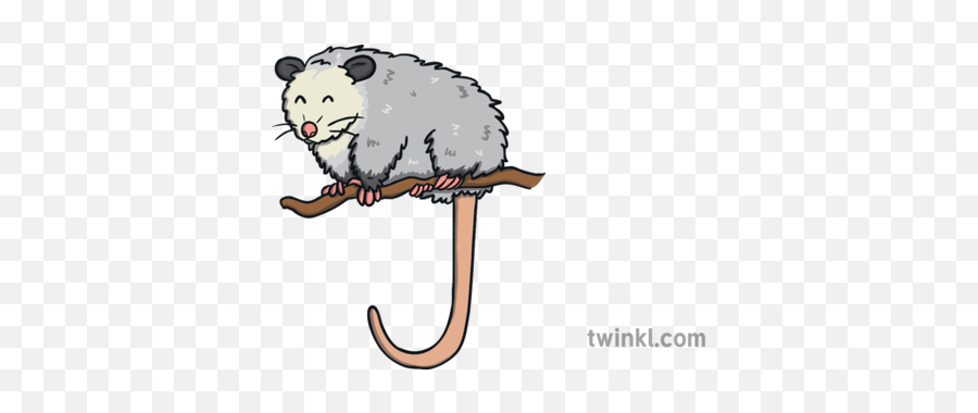 Possum - Twinkl Cartoon Png,Possum Transparent