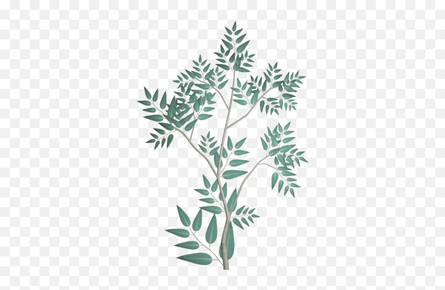 Gum Tree Opengameartorg - Eucalyptus Leaves Gum Leaves Silhouette Png,Eucalyptus Leaves Png