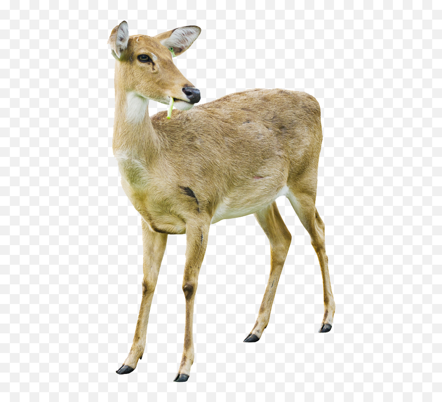 Deer Png Image With Transparent - White Tailed Deer Doe Transparent,Deer Transparent Background