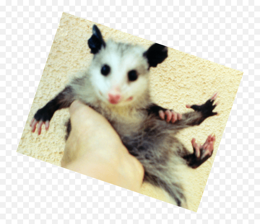 Possum Png - Common Opossum,Possum Png