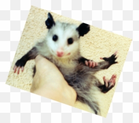 Possum Png - Common Opossum,Possum Png