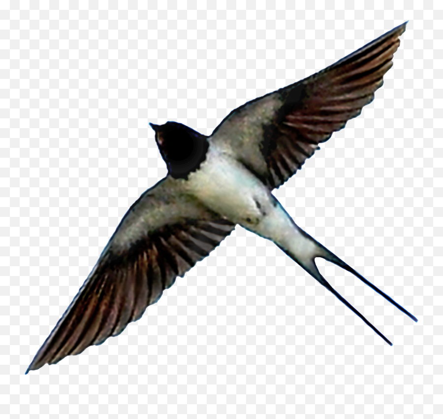 Transparent - European Swallow Png,Bird Transparent Background