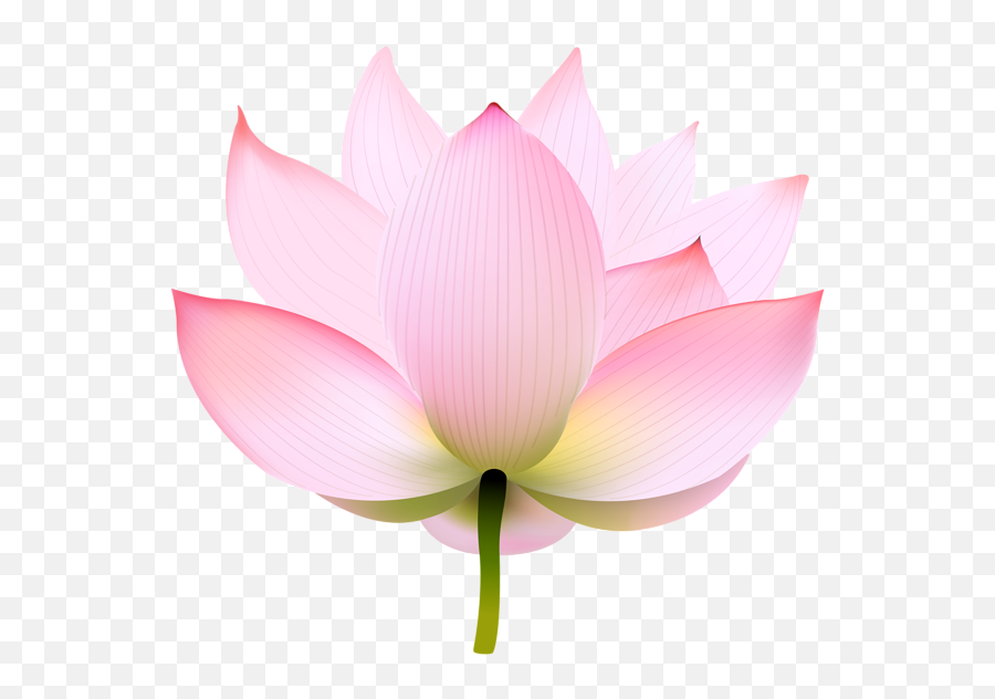 Nymphaea Nelumbo Portable Network - Emergent Vegetation Png,Lotus Flower Transparent