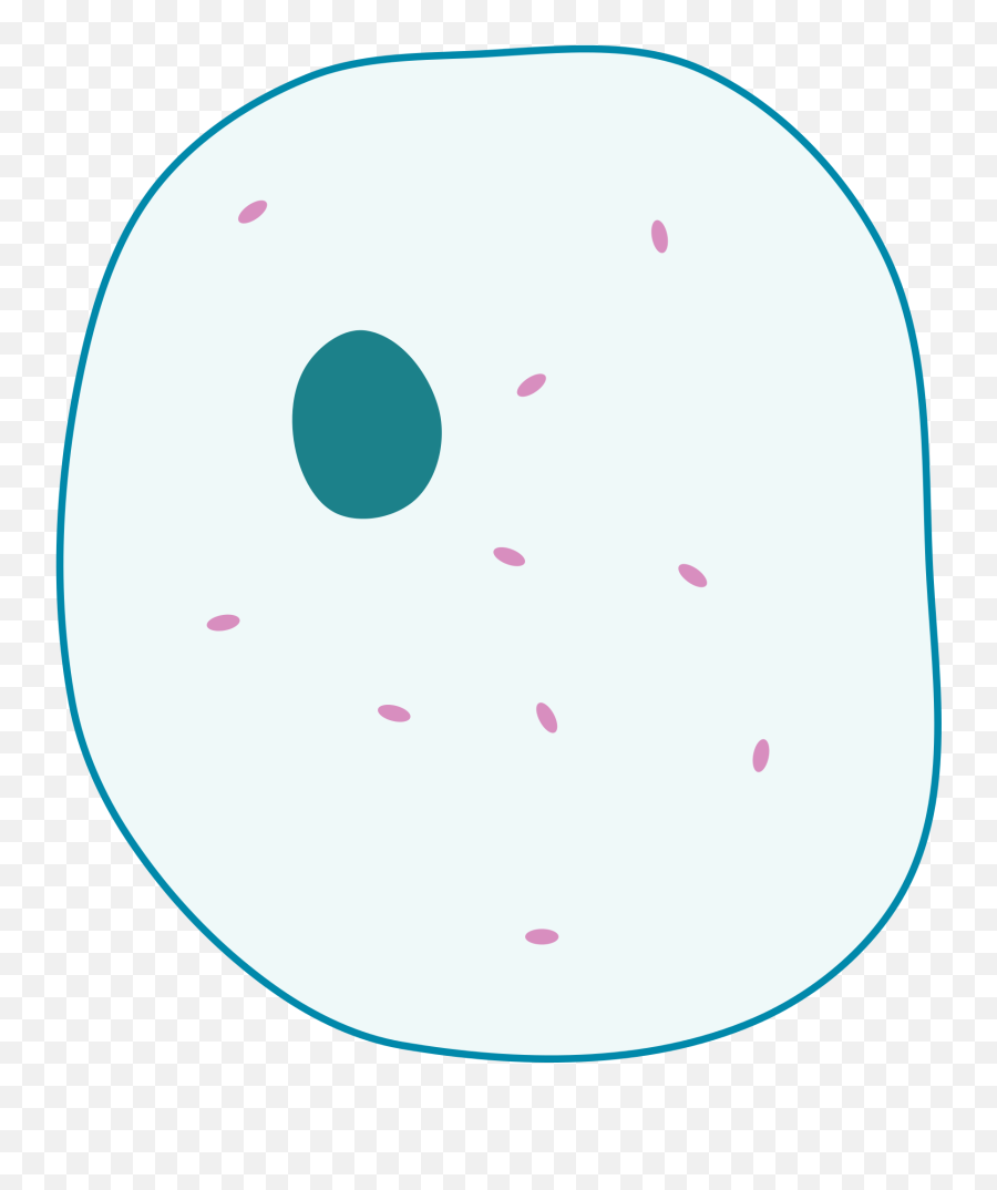 Animal Cell Png File Simple Diagram Of - Simple Animal Cell Unlabelled,Cell Png