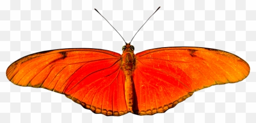 Animal Butterfly Flying - Free photo on Pixabay Butterflies png