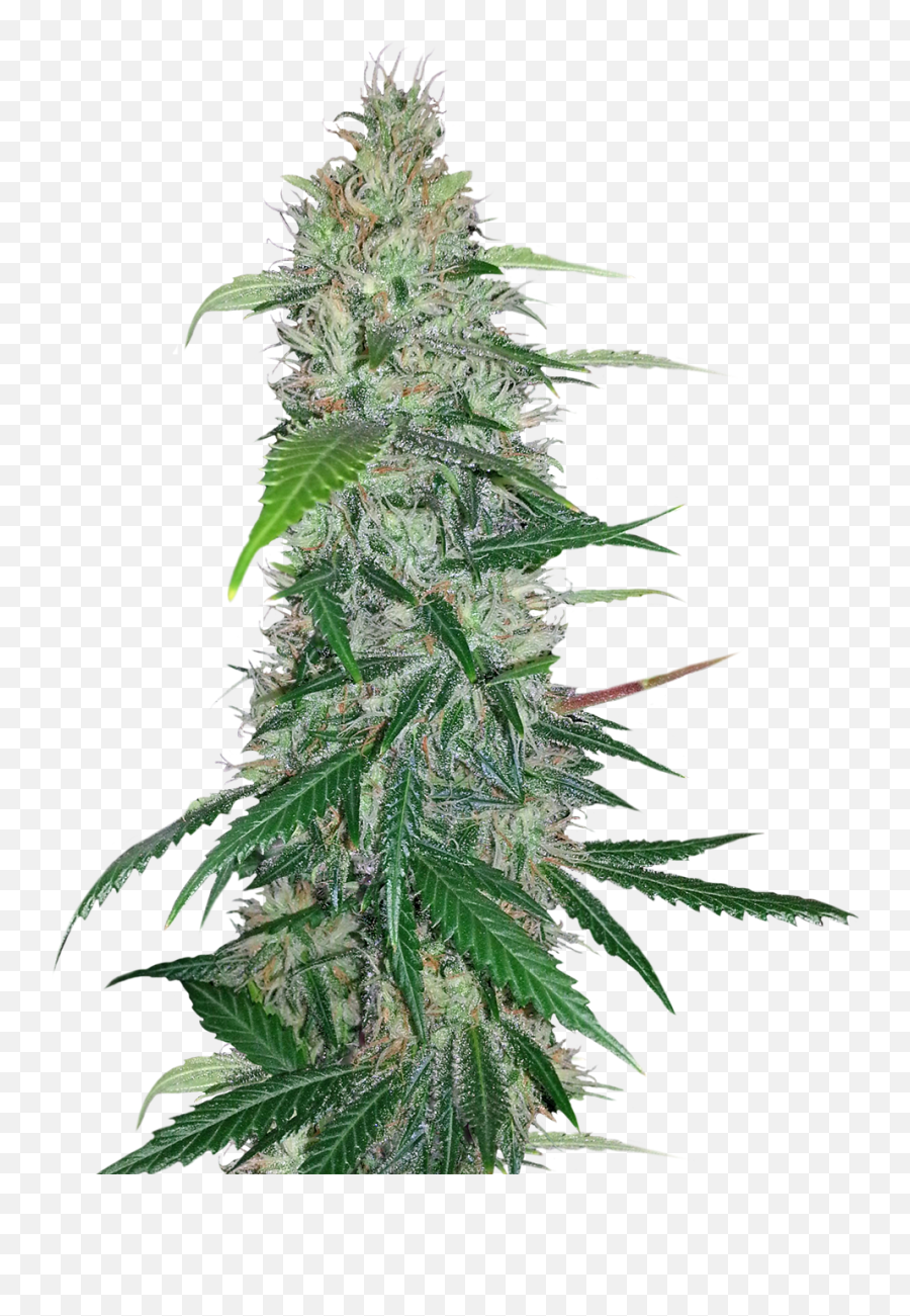 Cannabis Png Images Free Download - Cannabis Png,Weed Png