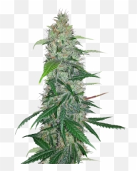 Cannabis Png Images Free Download - Cannabis Png,Weed Png