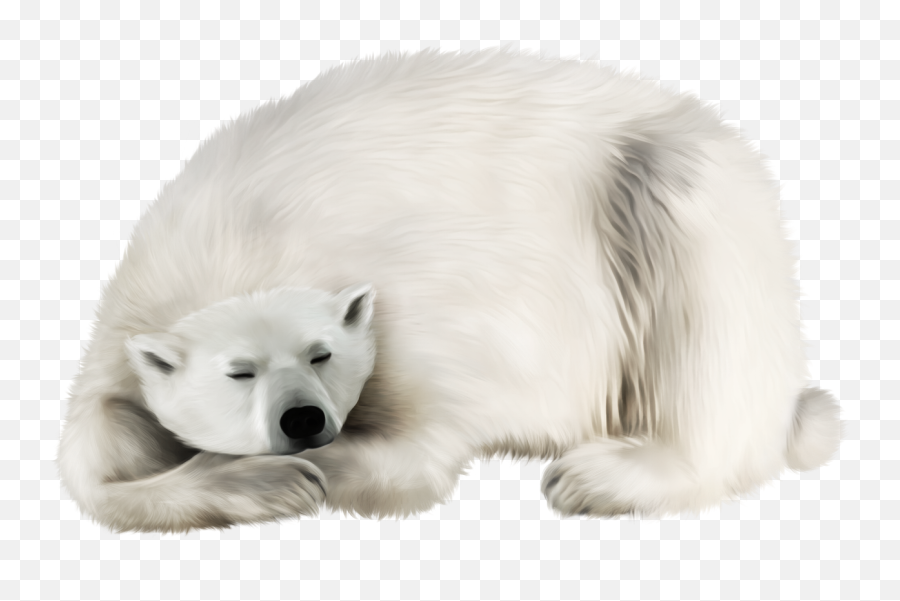 Polar Bear In Png - Polar Bear Walrus Png,Polar Bear Png