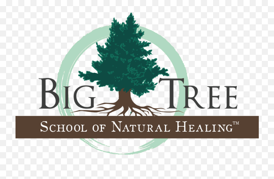 Home Big Tree School Of Natural Healing - Colorado Spruce Png,Big Tree Png