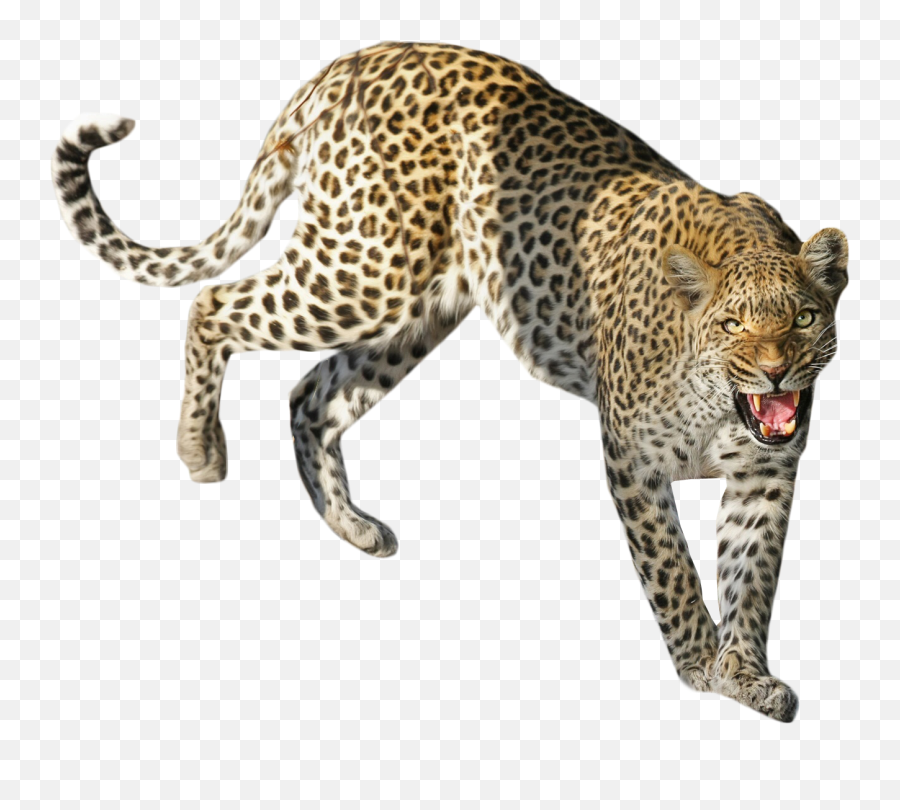 Download Leopard Standing Png Image For - Leopard Transparent,Bard Png