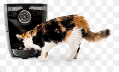 Timed Automatic Pet Feeder U0026 Food Dispenser Litter - Robot Cat png
