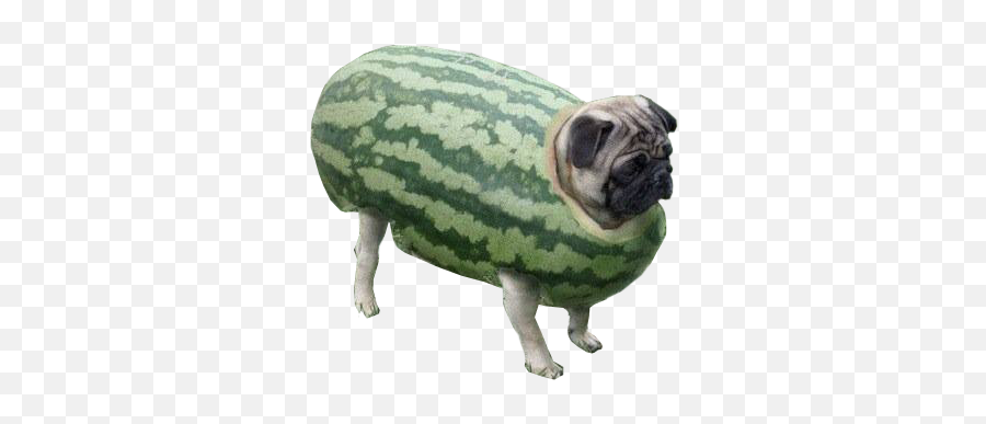 Transparent Pugs - Watermelon Doggo Png,Pug Transparent Background