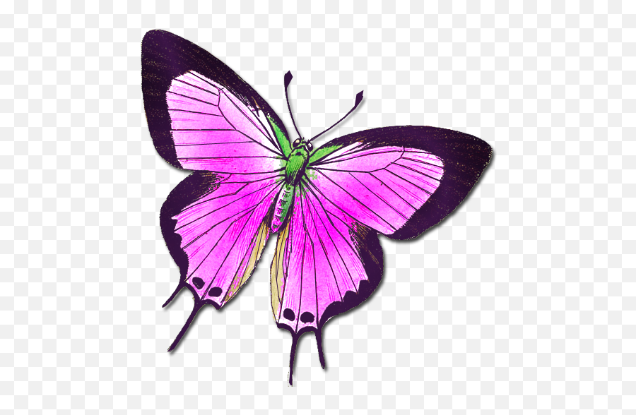 Butterflies Butterfly Pictures Clip Art - Clip Art Png,Pink Butterfly Icon