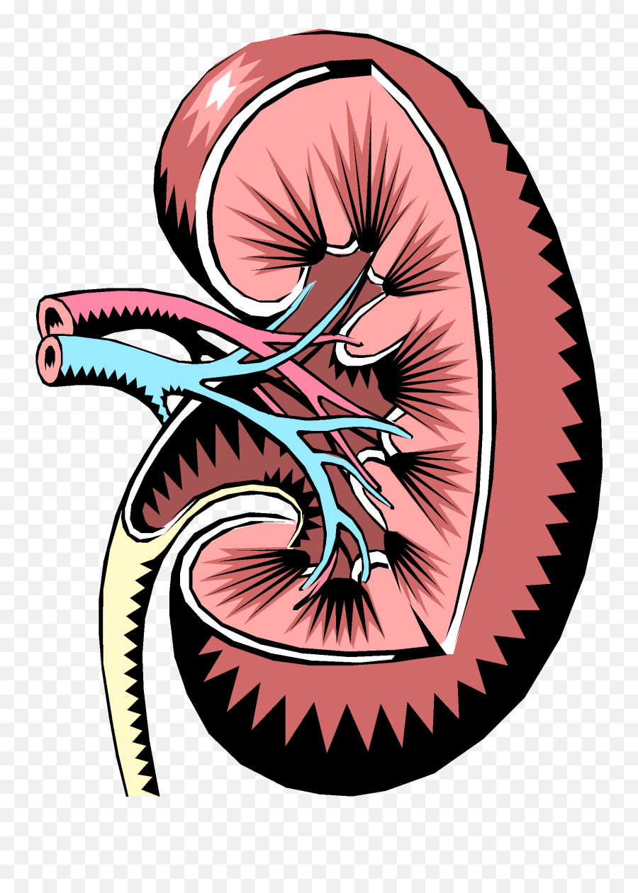 Endocrine Regulation - Functions Of Kidney Ppt Clipart Kidney Vector Art Png,Kidney Icon