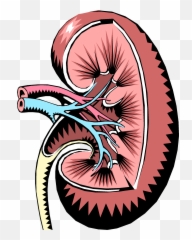 Endocrine Regulation - Functions Of Kidney Ppt Clipart Vector Art png