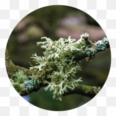 Oak Moss Absolute Png
