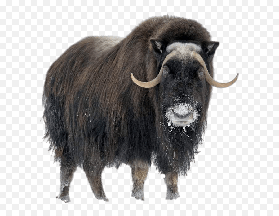 Musk Ox In Winter Transparent Png - Stickpng Musk Ox Png,Winter Background Png