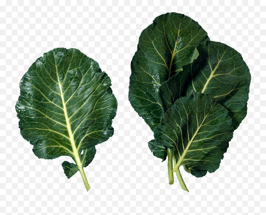 Лохана армянская капуста. Collard Greens. Couve. Turnip Greens Clipart.