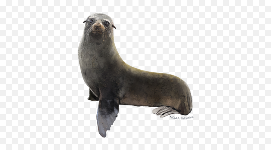 Fur Seal - Northern Fur Seal Png,Seal Png