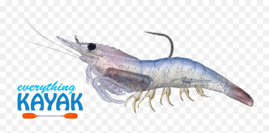 Live Shrimp Png Picture 737054 - El Paso Parks And Recreation,Shrimp Png