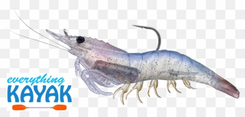 Live Shrimp Png Picture 737054 - El Paso Parks And Recreation,Shrimp Png