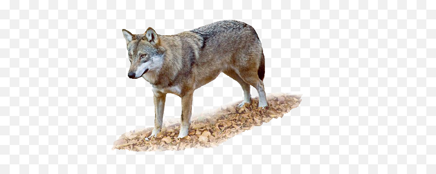 Wolf Png Transparent Images Free Download