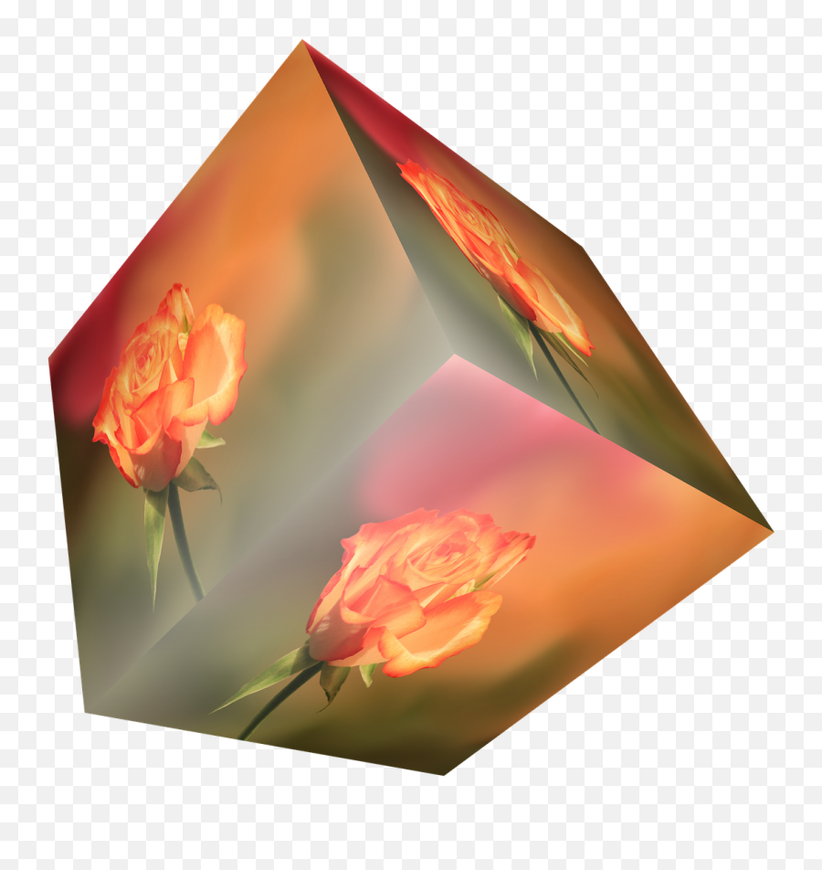 Download Cube Flower Rose Orange - Cubo En Con Fondo Transparente Png,Cube Transparent Background