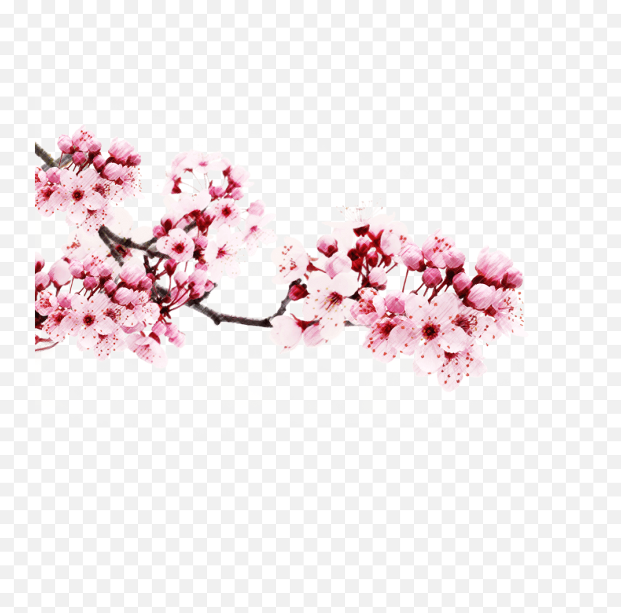 Japanese Cherry Blossom Tree - Transparent Cherry Blossom Png,Cherry Blossom Tree Png