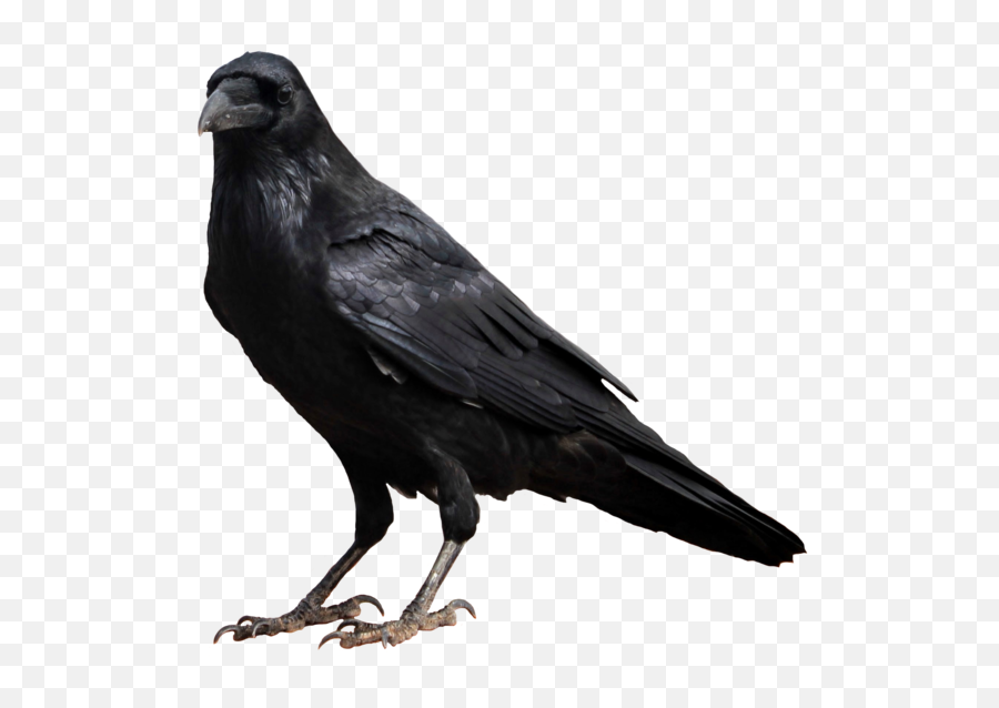 Crow Png High - Transparent Background Crow Clipart,Crow Transparent