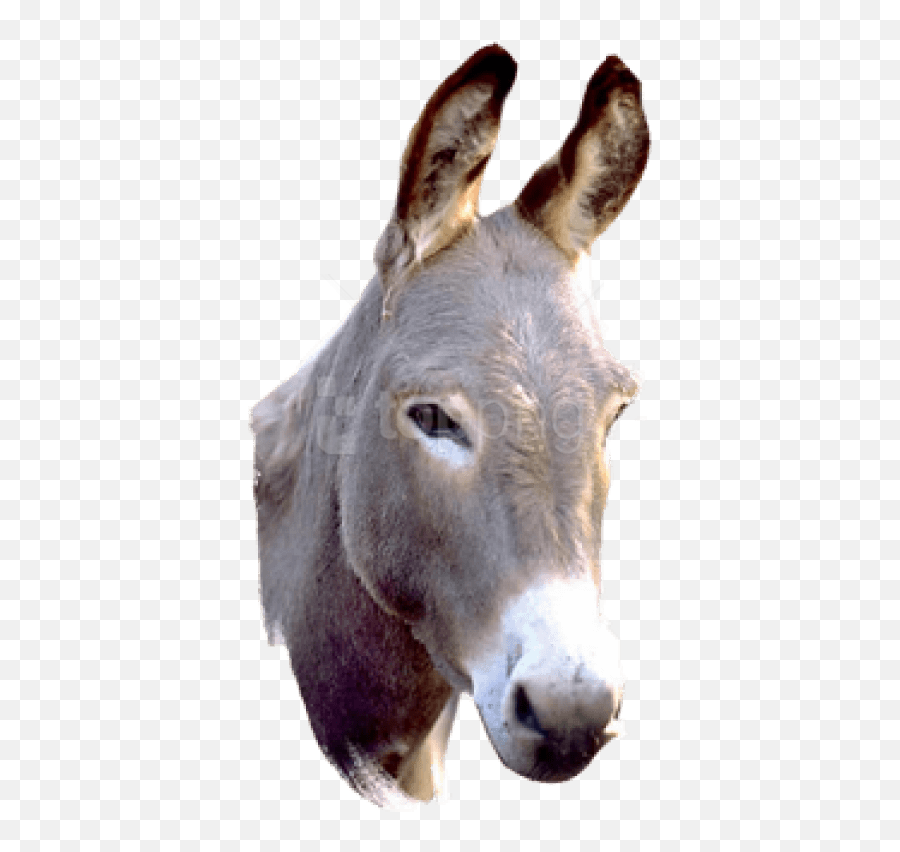 Donkey Png Picture - Png,Donkey Png