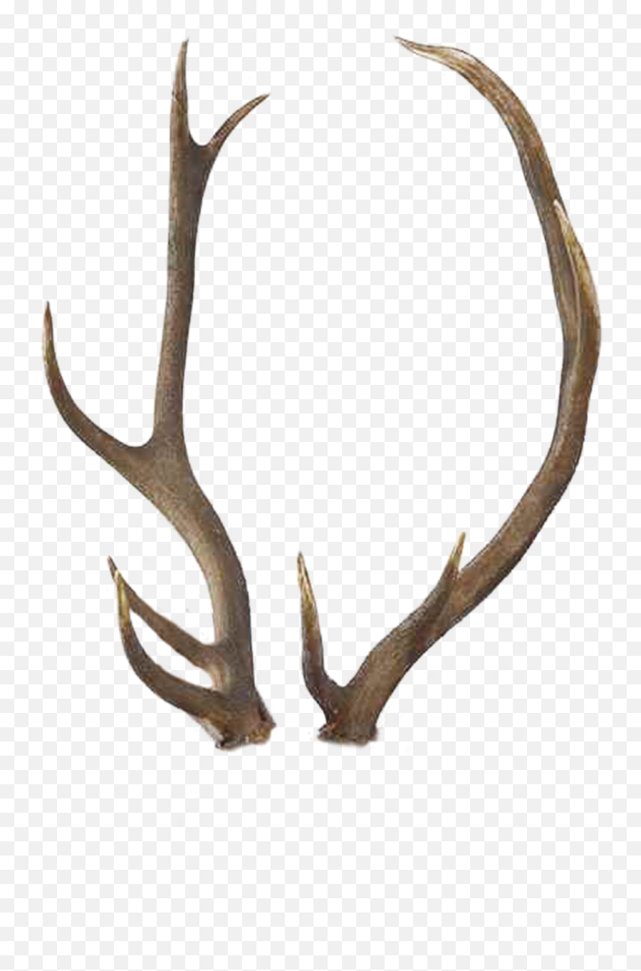 By Tigers Stock Transparent Download Deer Antlers Deer Horns Png Free Transparent Png Images Pngaaa Com - antlers roblox horns