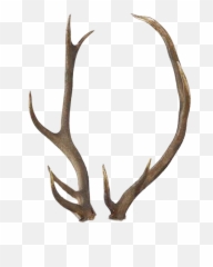 By Tigers Stock Transparent Download - Deer Antlers Horns Png