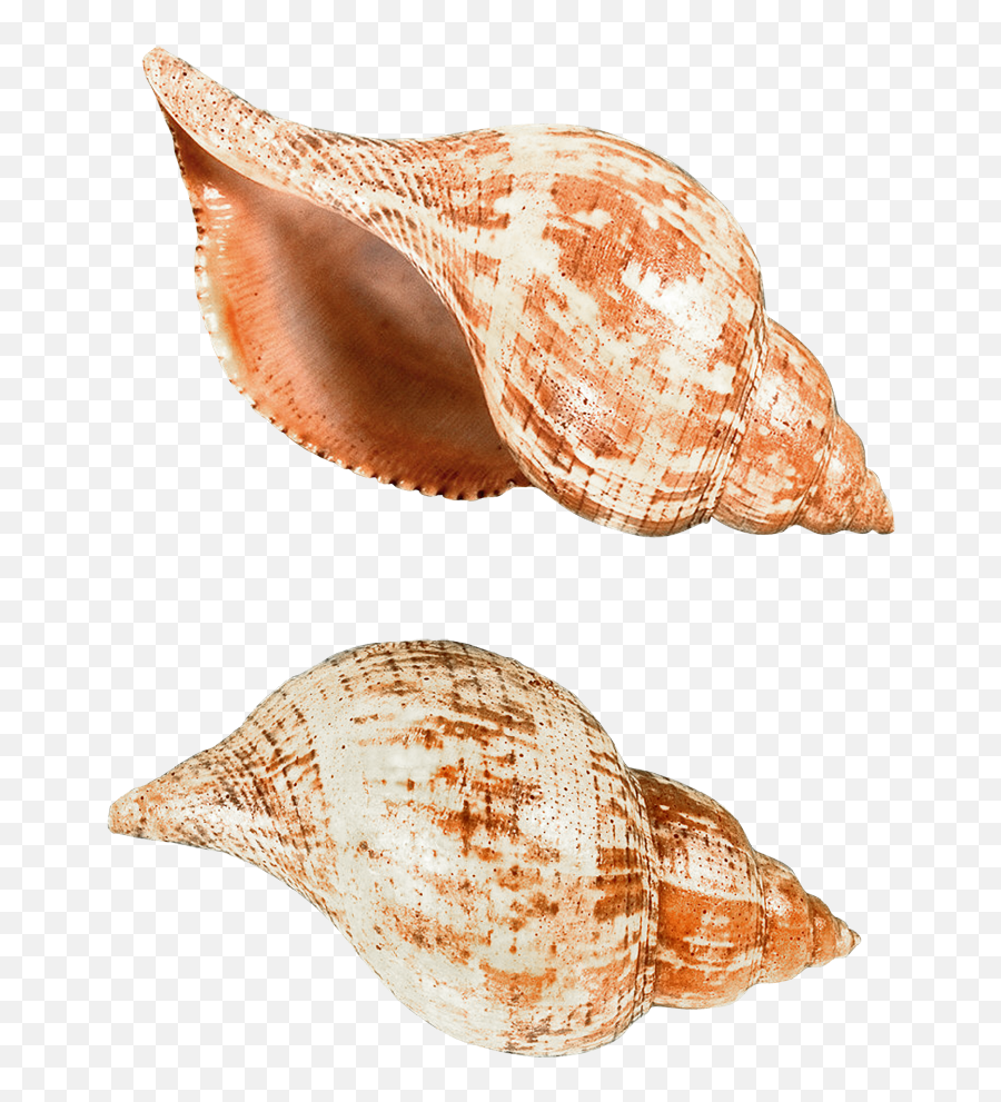 Sea Snail Png Picture 842652 - Seashells Png,Snail Png