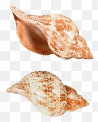 Sea Snail Png Picture 842652 - Seashells Png,Snail Png