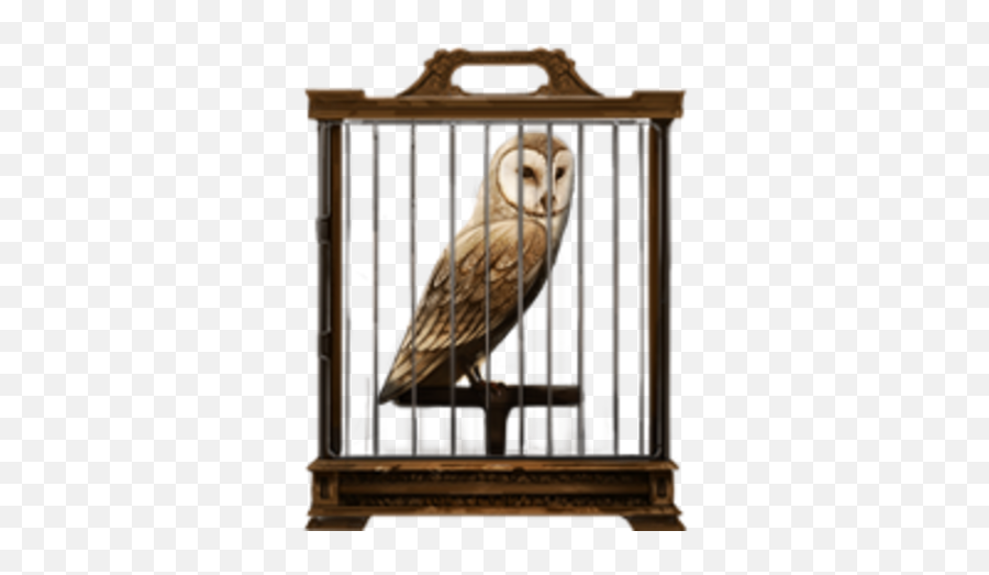 Barn Owl Harry Potter Wiki Fandom - Harry Potter Black Cat Png,Barn Owl Png