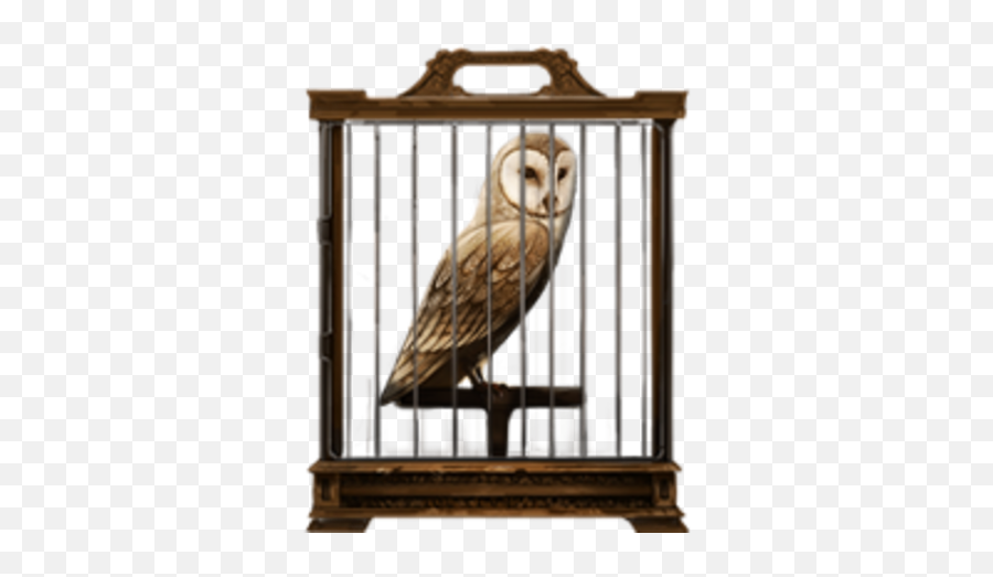 Owls, Pottermore Wiki