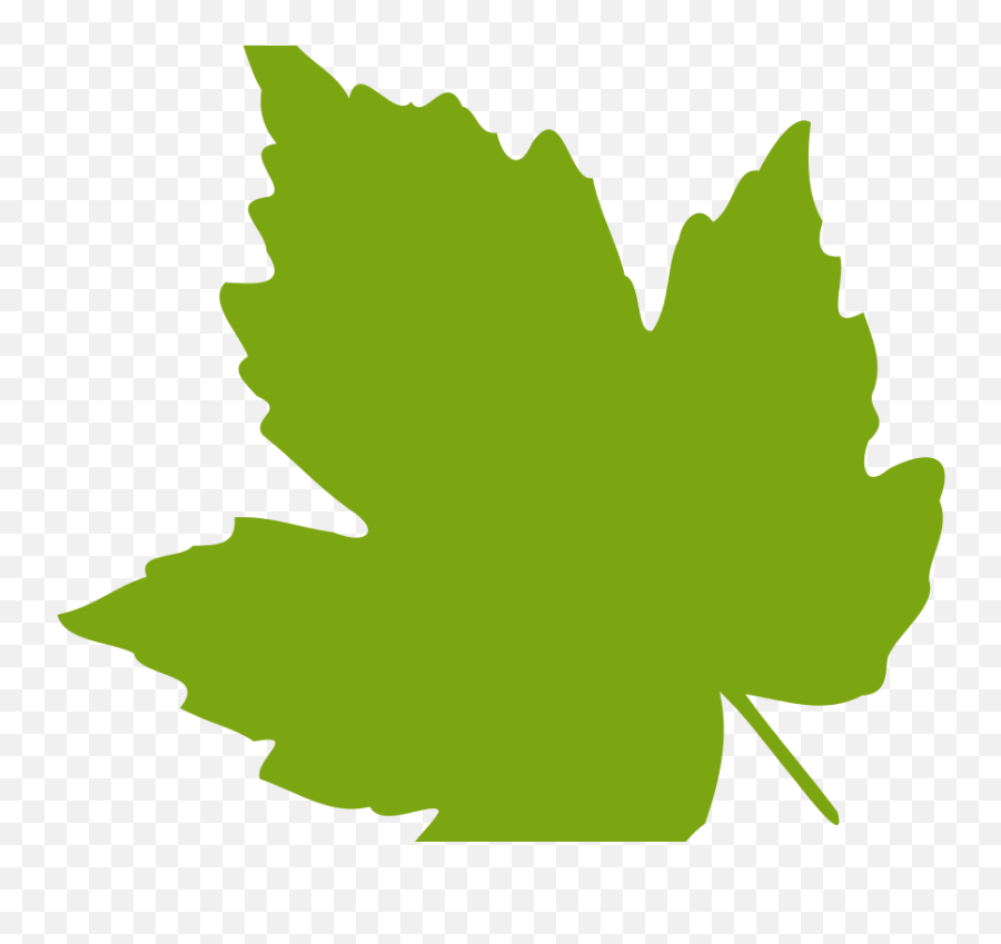 Download Leaf Images Clip Art - Clip Art Grape Leaves Png Dibujo Hoja De Parra,Eucalyptus Leaves Png