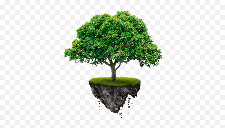Africa Breathing Proffessional Tree Services - Tree Images Png,African Tree Png