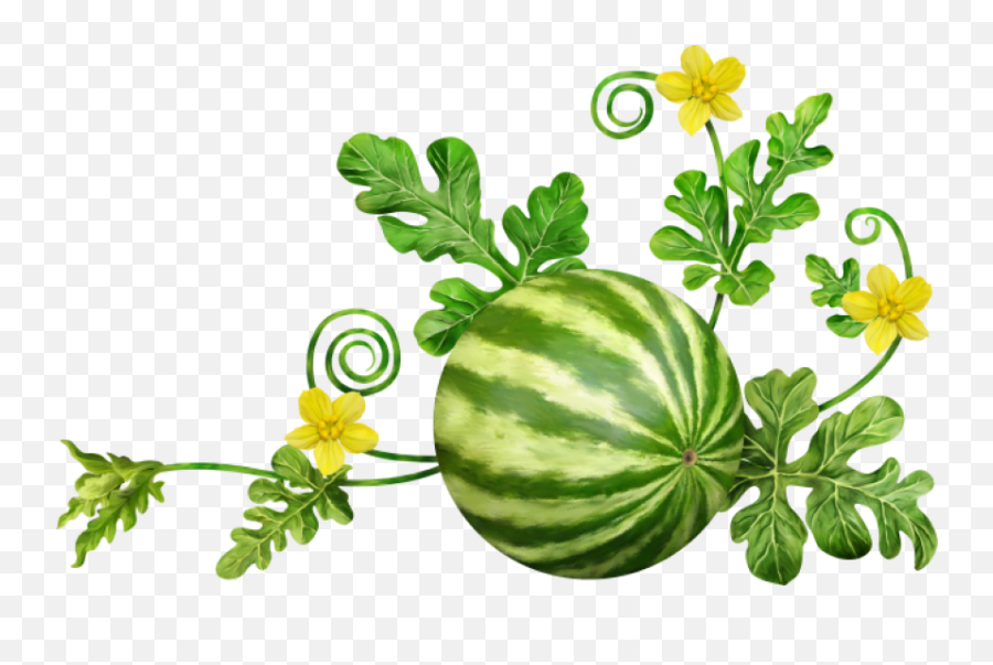 Watermelon Png - Photo 284 Free Png Download Image Png Watermelon Plant Clipart Png,Melon Png