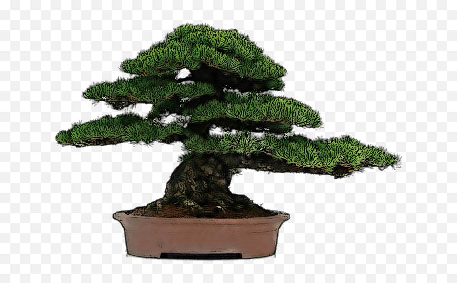 Bonsai Trees Transparent Png Images - Stickpng Bonsai Tree Transparent Background,Transparent Trees