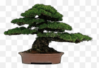 Bonsai Trees Transparent Png Images - StickPNG Transparent Background
