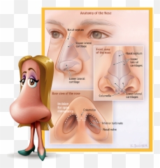 Download Rhinoplasty Commonly Known As - Scar Tissue After Rhinoplasty Png,Rudolph Nose Png