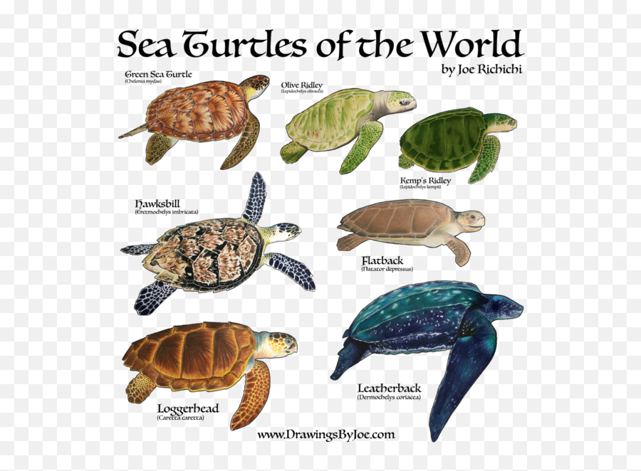 Sea Turtles Of The World Sweatshirt Full Size Png Download - 7 Kinds Of Sea Turtles,Turtles Png